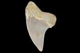 Mako Shark Tooth Fossil - Sharktooth Hill, CA #94711-1